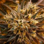 Cannabis flower close up