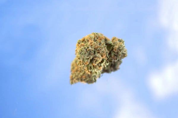THCA cannabis bud