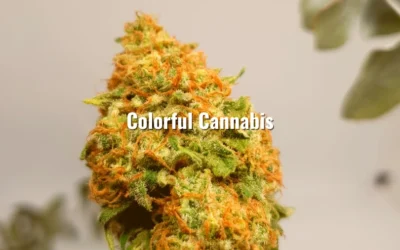 Why Colorful Cannabis Catches Your Eye