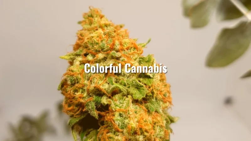 Close-up of a cannabis bud with bright green and orange tones, featuring the text “Colorful Cannabis” overlaid