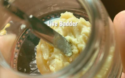 How Live Badder Evolves Over Time