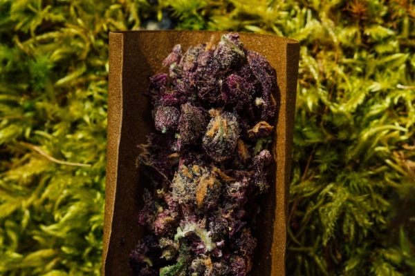 Close-up of purple cannabis buds placed on rolling paper, with a green moss background