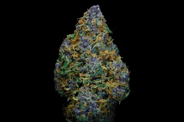 Detailed macro shot of a cannabis bud with purple hues, green leaves, and bright orange hairs against a black background