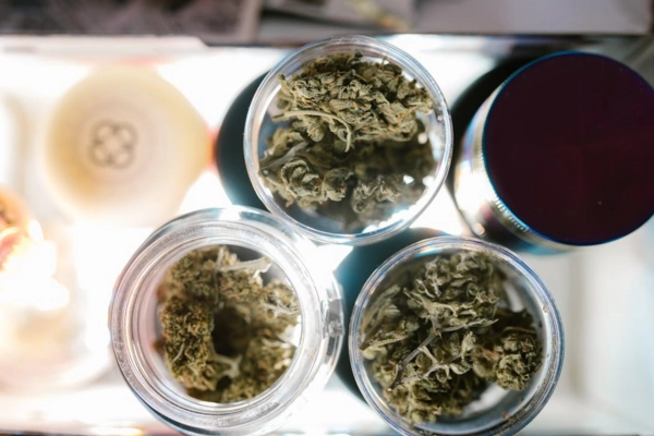 Three open jars filled with THCA flower on a display counter under bright light