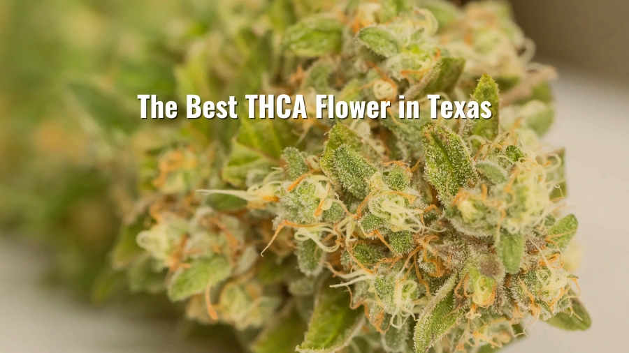 How to Find (and Keep Fresh) the Best THCA Flower in Texas