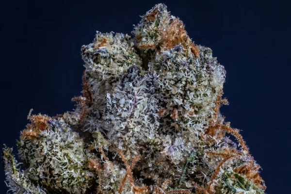 Macro shot of a frosty THCA flower nug with dense trichomes and orange pistils against a dark background