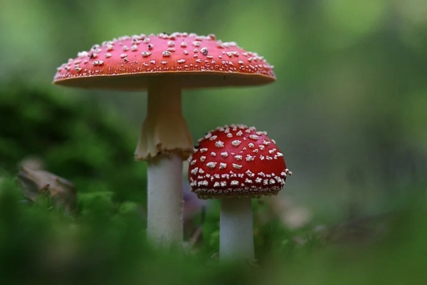 Red and white amanita mushrooms growing close together in a natural setting