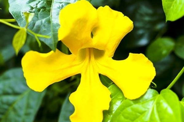 Close-up of a bright yellow Cat’s Claw flower surrounded by green leaves