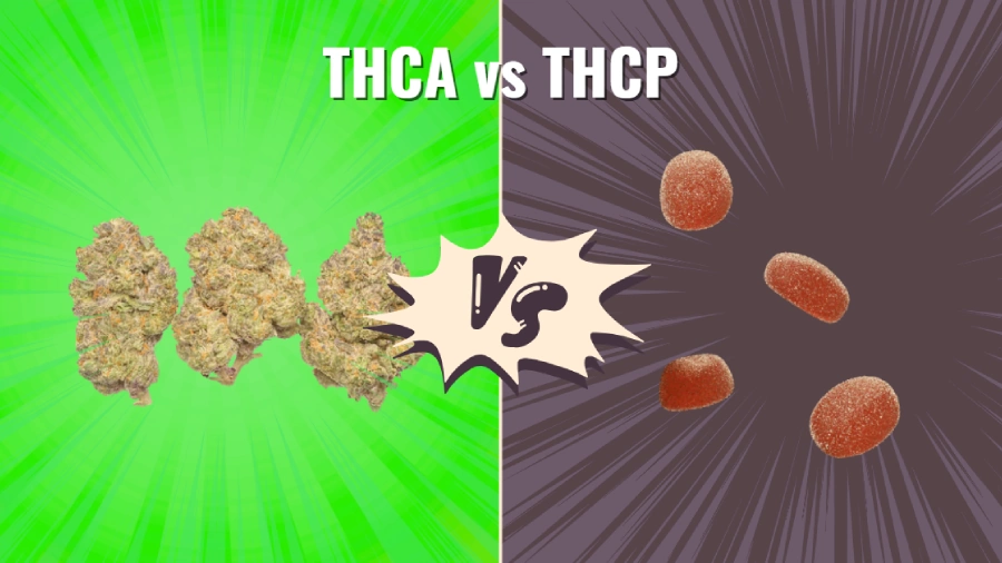 THCP vs THCA: A 2026 Guide to Potency, Effects, and What Changes November 12