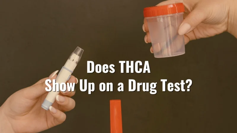 Person holding a drug testing kit and sample container with text asking whether THCA appears on a drug test
