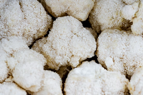 Close-up of Lion’s Mane mushrooms, a popular functional mushroom